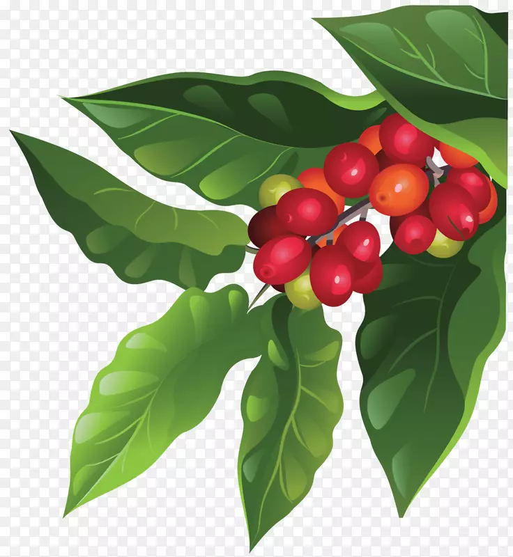 咖啡豆、浆果、咖啡、水果-植物