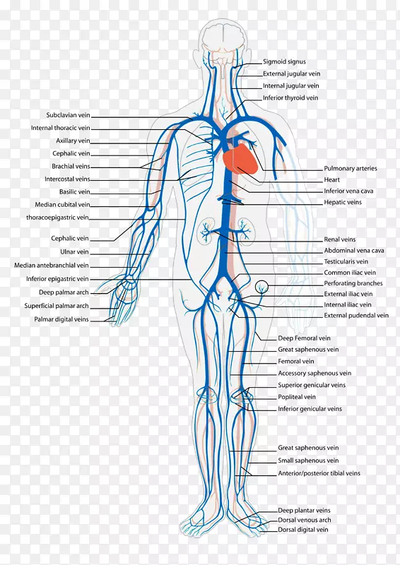 静脉系统循环系统解剖下腔静脉解剖