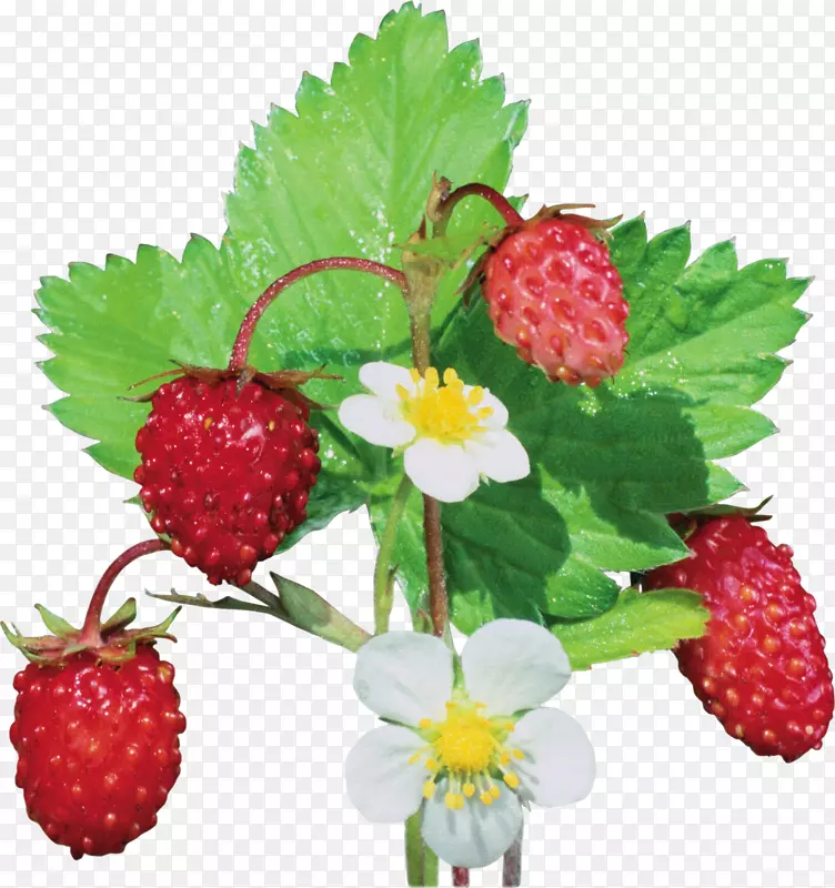 麝香草莓野生草莓