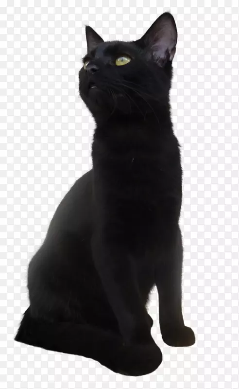 孟买猫黑猫可爱