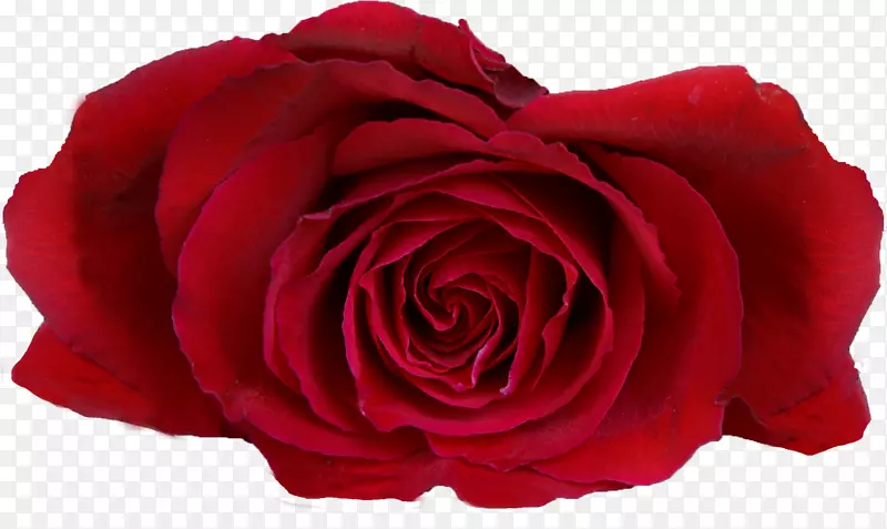 花园玫瑰花桌面壁纸红色卡萨门托