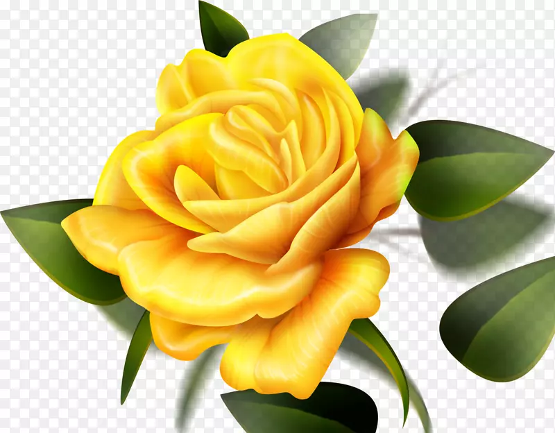 玫瑰花桌面壁纸彩色百合花