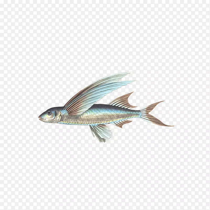 捕捞海产品-鱼类