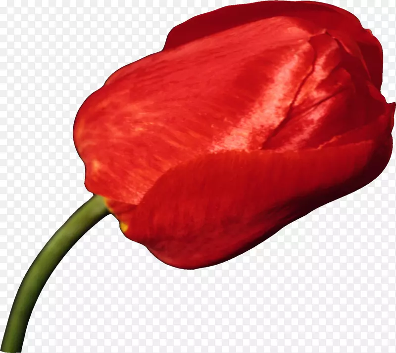 郁金香花瓣