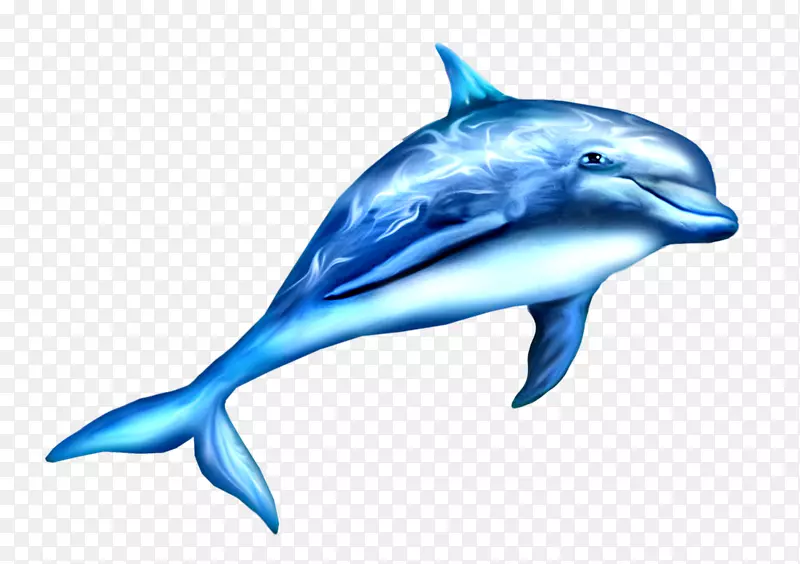 河海豚虎鲸海洋海豚水下