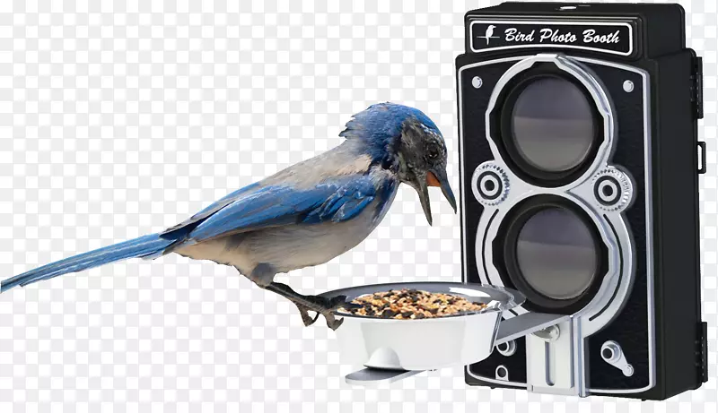 喂食蜂鸟食物-摄影棚