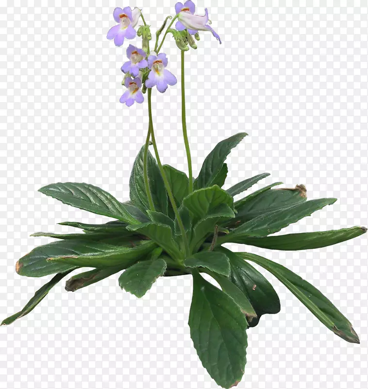 八角花紫草本植物盆栽植物