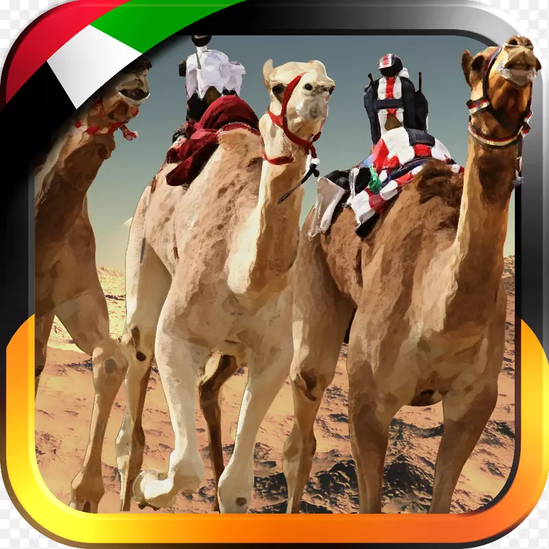 阿联酋骆驼赛跑.。阿联酋三维骆驼竞赛-骆驼
