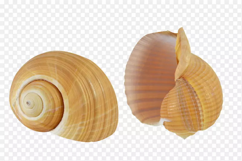 海洋螺软体动物.海贝壳