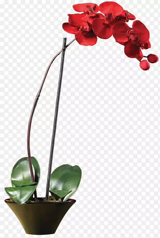 飞蛾兰花红色植物茎兰花