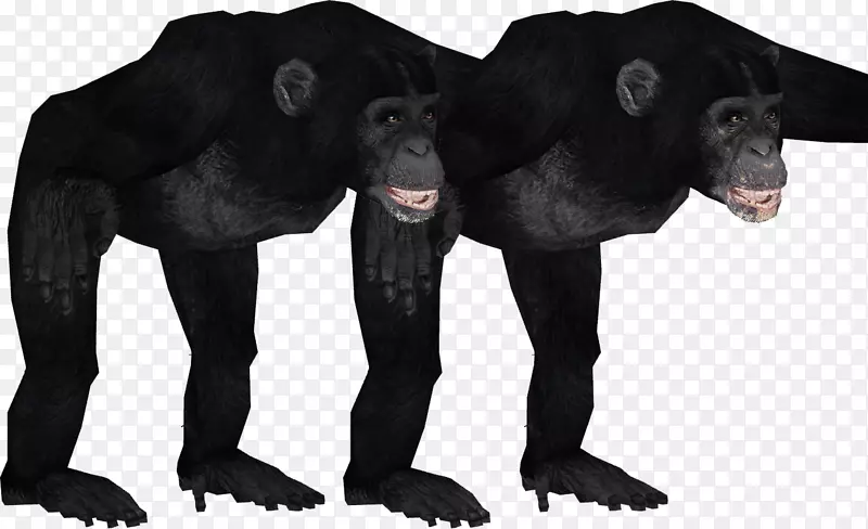 大猩猩普通黑猩猩灵长类动物园大亨2只动物-黑猩猩
