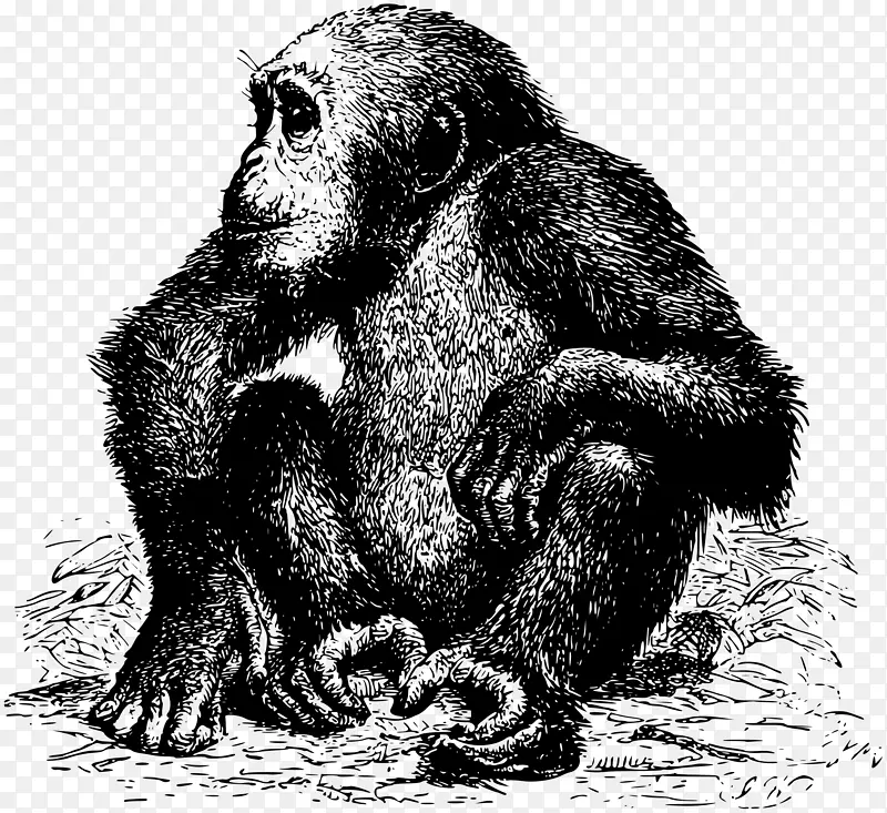大猩猩动物猴子黑猩猩