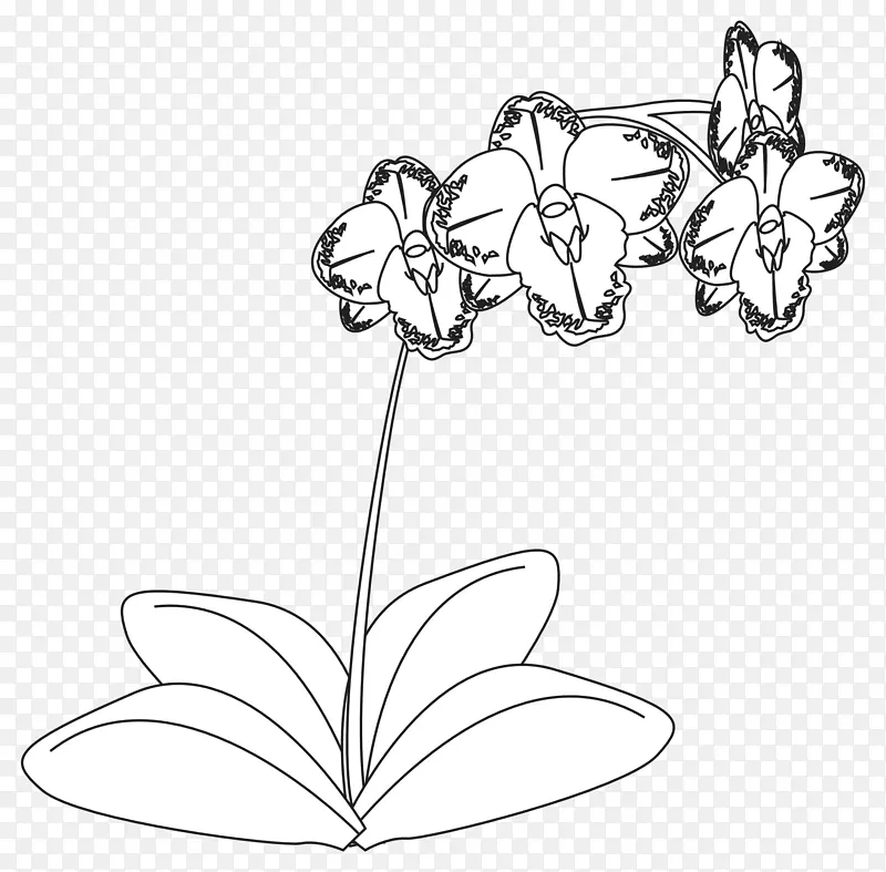 画兰花黑白线艺术剪贴画兰花