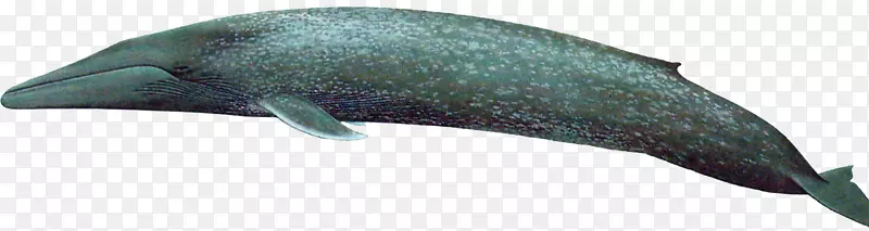 海豚海洋海豚鲸-虎鲸