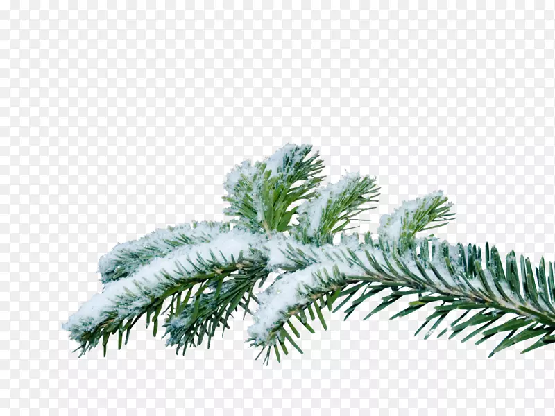 圣诞树树枝-克里斯松树