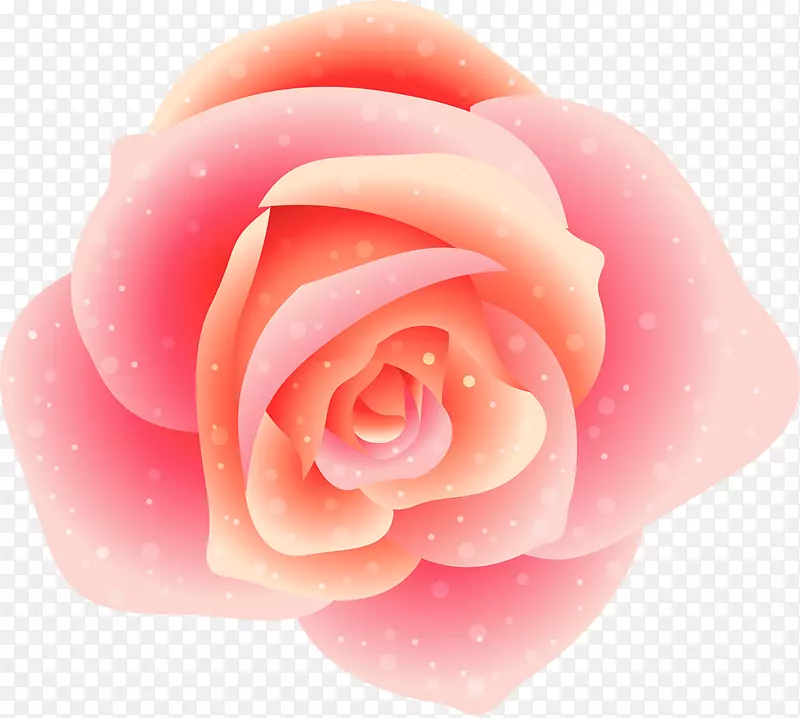 花园玫瑰、蜈蚣玫瑰、玫瑰科、花瓣-粉红色玫瑰