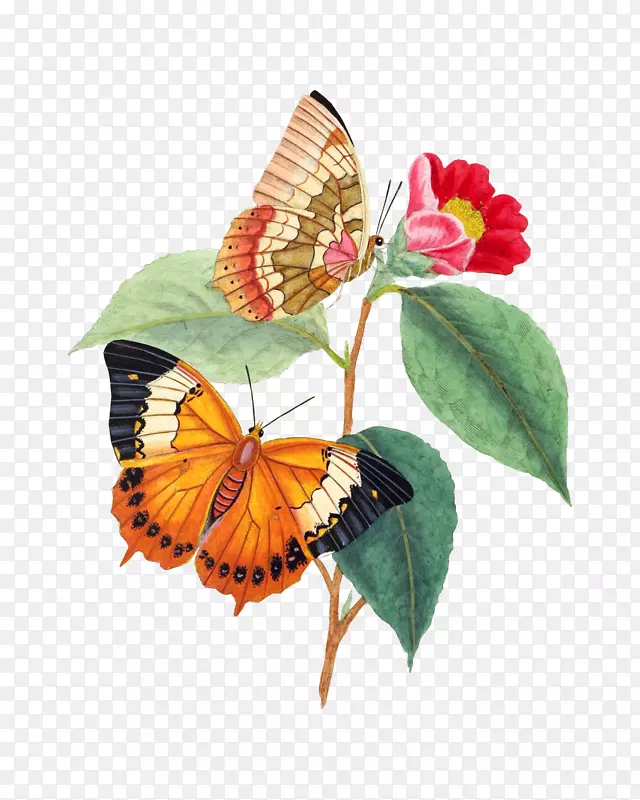 昆虫的帝王蝴蝶自然史：从昆虫标本中提取的数字-蝴蝶群-蝴蝶