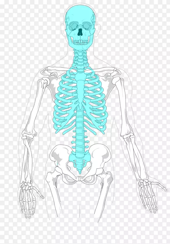 轴向骨骼人体骨骼阑尾骨骼解剖