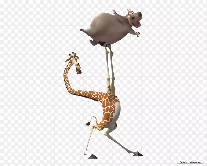 马蒂马达加斯加-长颈鹿
