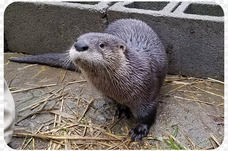 海獭北美河獭祖父山地动物水獭