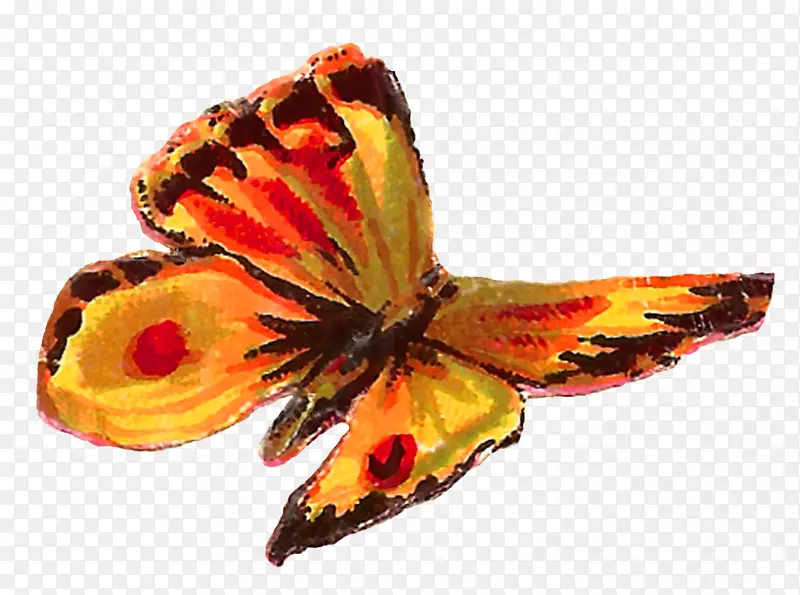 蝴蝶剪贴画-昆虫