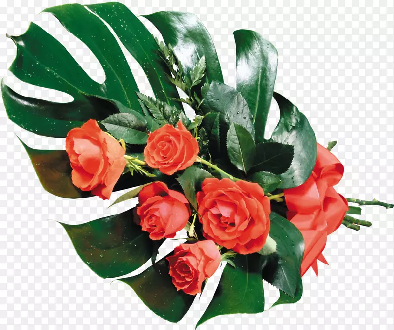 花园玫瑰花