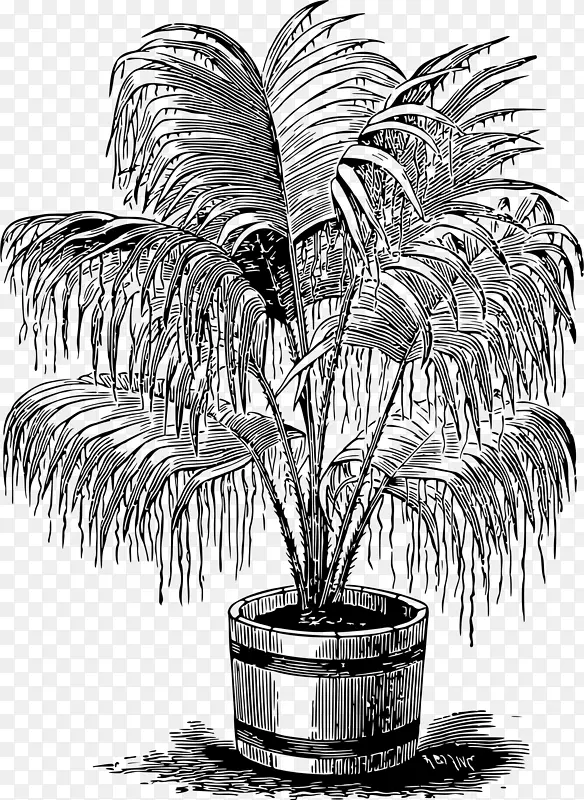 槟榔科单色摄影木本植物绘图-棕榈