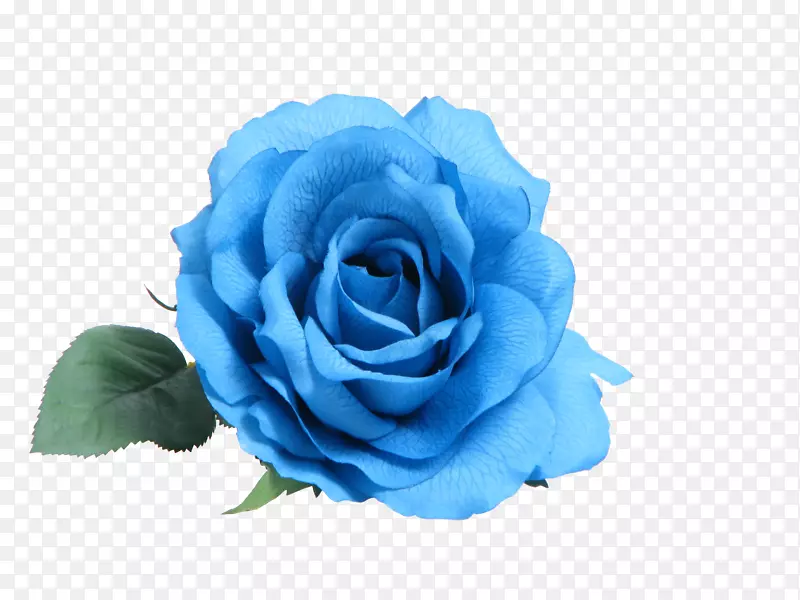 蓝玫瑰剪贴画-白玫瑰