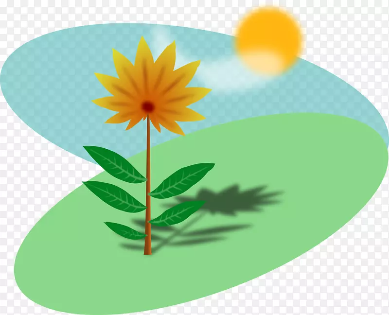 植物普通向日葵插花艺术-春天