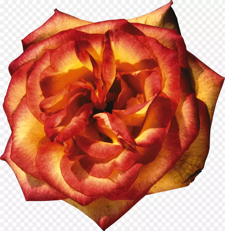 花园玫瑰，橙色，黄色剪贴画-玫瑰花瓣