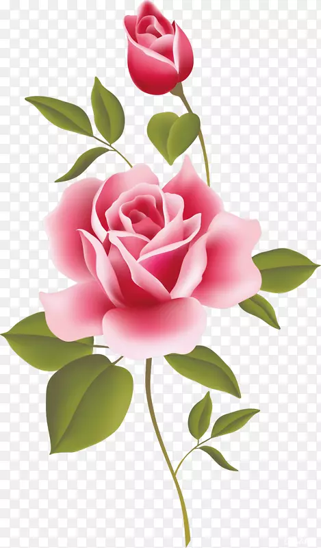 古典玫瑰：家居和花园剪贴画的美丽品种-玫瑰水彩画