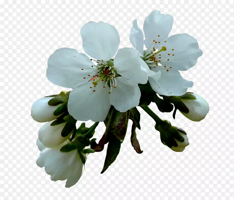 花卉数码图像郁金香剪贴画-水花