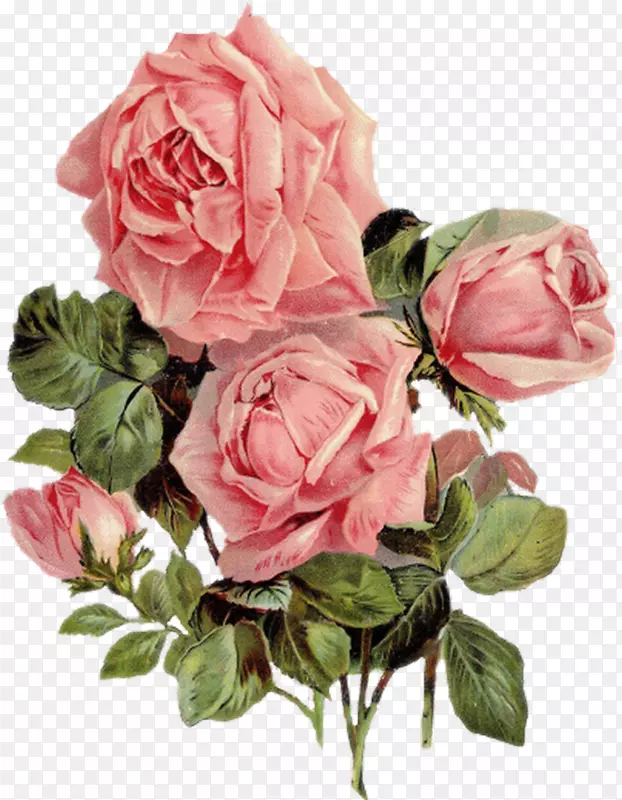 切花、蜈蚣玫瑰、纱线、花园玫瑰.水彩玫瑰