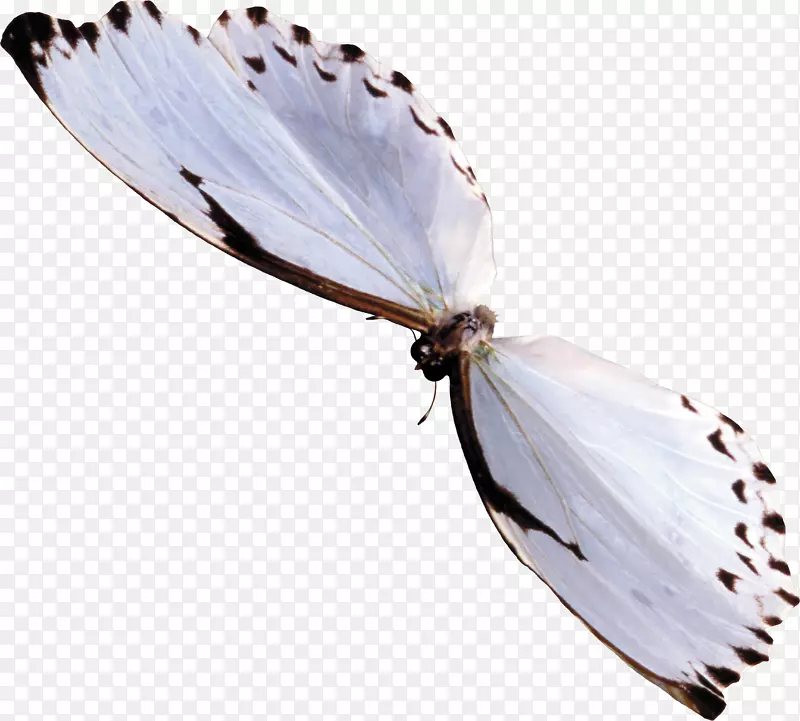 蝴蝶昆虫光景-蓝色蝴蝶