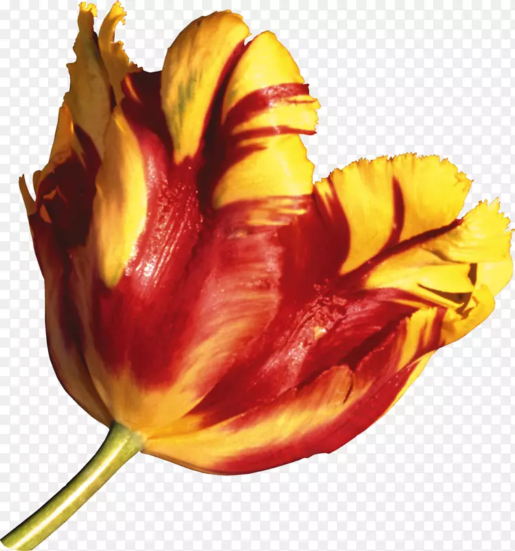 郁金香花域名.net-郁金香