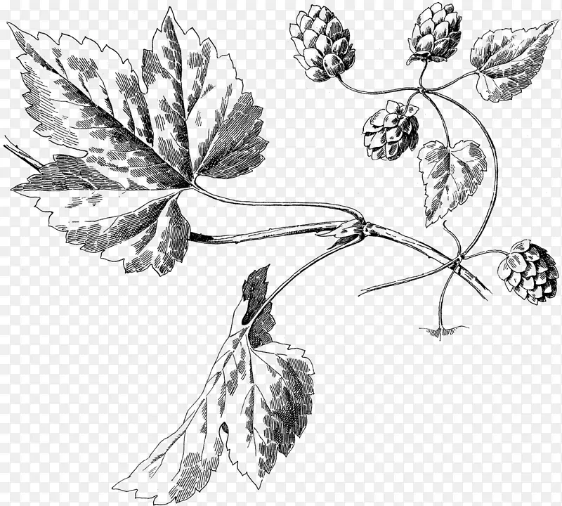 杜瓜酿造植物学插图，啤酒花，哈佛大学，草本，大蒜