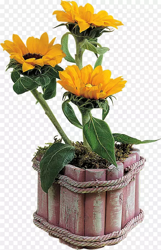花盆花瓶夹艺术盆栽植物