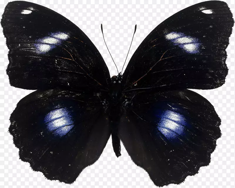 蝴蝶昆虫翅膀摄影理念