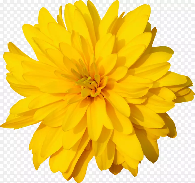 金盏菊，蒲公英，万寿菊，橙色剪贴画-黄花