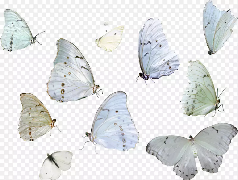 蝴蝶虫蛾动物-蓝色蝴蝶