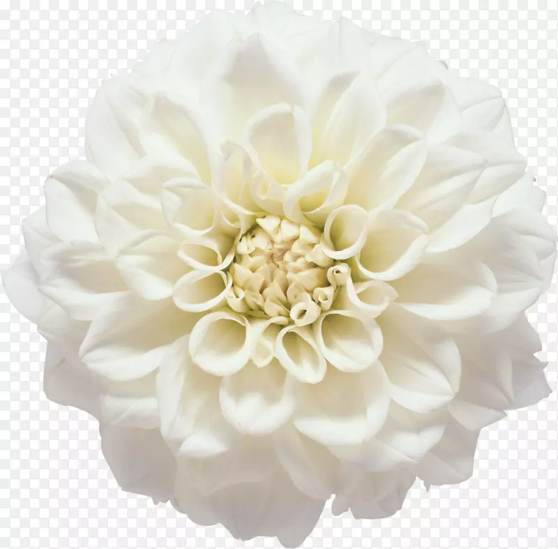 白花摄影剪贴画-非洲菊
