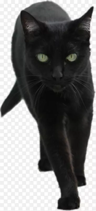 科拉特欧洲速记黑猫猫科黑猫