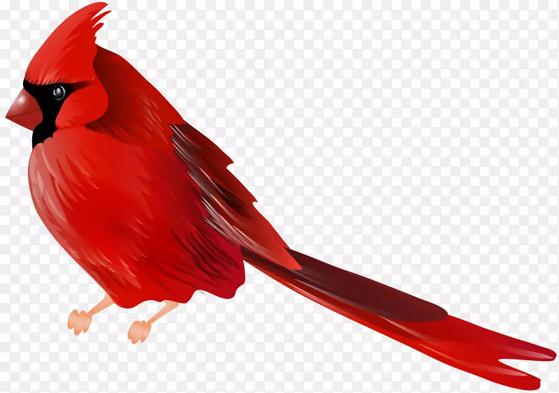 鸟北红衣主教桌面壁纸夹艺术-鹤鸟