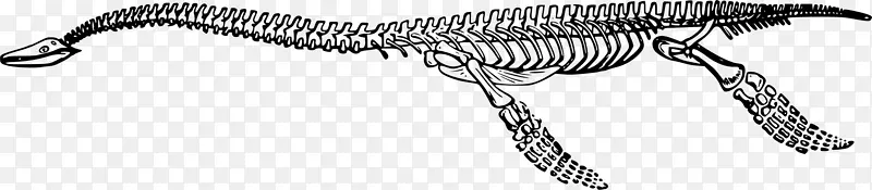 暴龙恐龙剪贴画-骨骼
