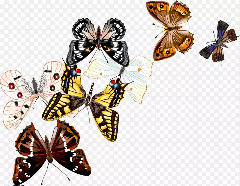 蝴蝶昆虫绘图-蝴蝶