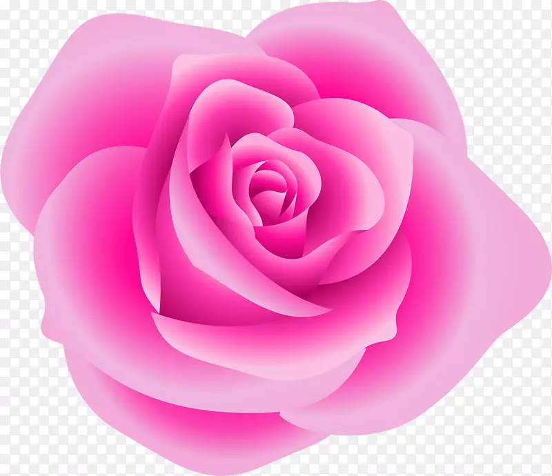 玫瑰红夹艺术-粉红色玫瑰