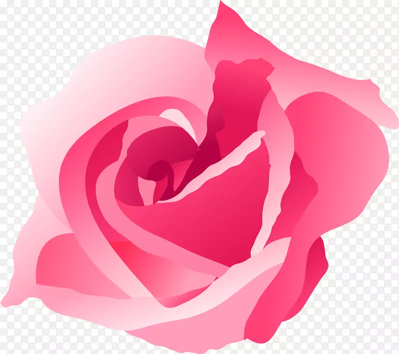 玫瑰科植物-粉红色玫瑰