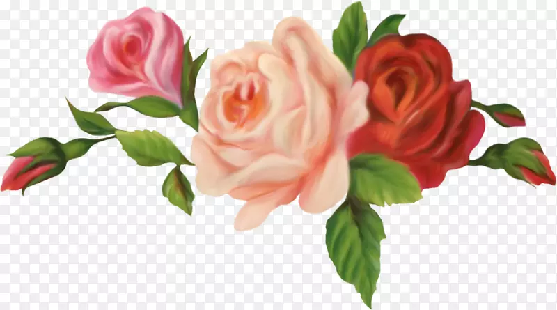 切花、花园、玫瑰、蜈蚣玫瑰、花卉-陈年玫瑰