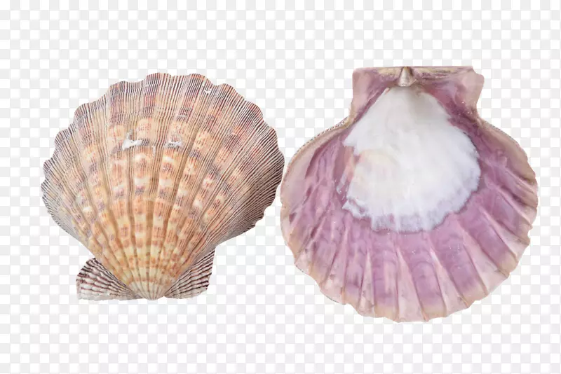 蛤蜊、贝壳、牡蛎、贻贝-海壳