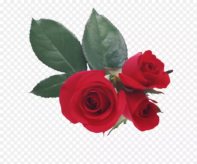 情人节爱情浪漫-白色玫瑰